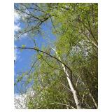 Whitespire Birch, 14-15ft with 2.5"...