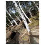 Whitespire Birch, 14-15ft with 2.5"...