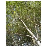 Whitespire Birch, 14-15ft with 2.5"...