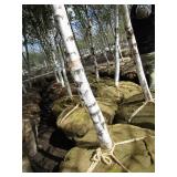 Whitespire Birch, 14-15ft with 2.5"...