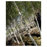 Whitespire Birch, 14-15ft with 2.5"...