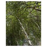 Whitespire Birch, 14-15ft with 2.5"...
