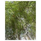 Whitespire Birch, 14-15ft with 2.5"...
