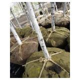 Whitespire Birch, 14-15ft with 2.5"...