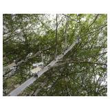 Whitespire Birch, 14-15ft with 2.5"...