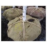 Whitespire Birch, 14-15ft with 2.5"...