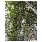 Whitespire Birch, 14-15ft with 2.5"...