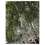 Whitespire Birch, 14-15ft with 2.5"...