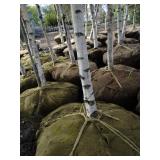 Whitespire Birch, 14-15ft with 2.5"...