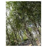 Whitespire Birch, 14-15ft with 2.5"...