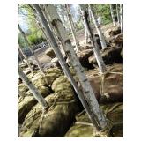 Whitespire Birch, 14-15ft with 2.5"...