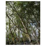 Whitespire Birch, 14-15ft with 2.5"...