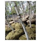 Whitespire Birch, 14-15ft with 2.5"...