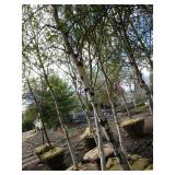 Whitespire Birch, 14-15ft with 2.5"...