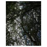 Whitespire Birch, 14-15ft with 2.5"...