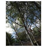 Whitespire Birch, 14-15ft with 2.5"...