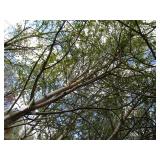 Whitespire Birch, 14-15ft with 2.5"...