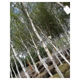 Whitespire Birch, 14-15ft with 2.5"...