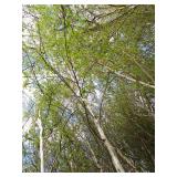 Whitespire Birch, 14-15ft with 2.5"...