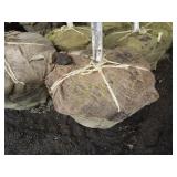 Whitespire Birch, 14-15ft with 2.5"...