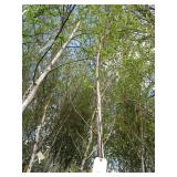 Whitespire Birch, with 2" caliper...