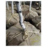 Whitespire Birch, with 2" caliper...