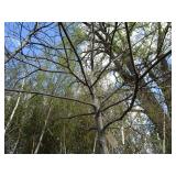 Pin Oak, 2" caliper...
