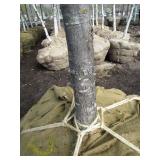 Pin Oak, 2" caliper...