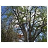 Pin Oak, 2" caliper...