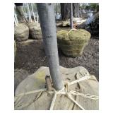 Pin Oak, 2" caliper...