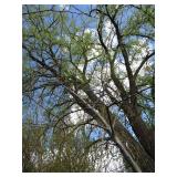 Pin Oak, 2" caliper...