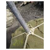 Pin Oak, 2" caliper...