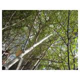 Whitespire Birch, with 2" caliper...