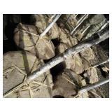 Whitespire Birch, with 2" caliper...