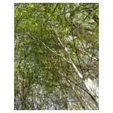 Whitespire Birch, with 2" caliper...
