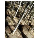 Whitespire Birch, with 2" caliper...
