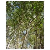 Whitespire Birch, with 2" caliper...