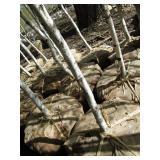 Whitespire Birch, with 2" caliper...