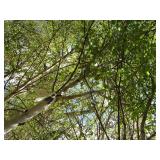 Whitespire Birch, with 2" caliper...
