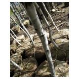 Whitespire Birch, with 2" caliper...