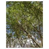 Whitespire Birch, with 2" caliper...