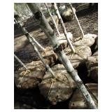 Whitespire Birch, with 2" caliper...