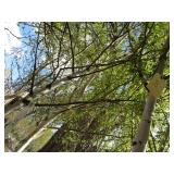 Whitespire Birch, with 2" caliper...