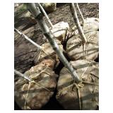 Whitespire Birch, with 2" caliper...