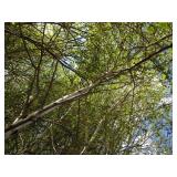 Whitespire Birch, with 2" caliper...