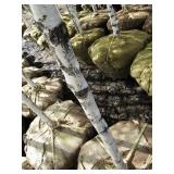 Whitespire Birch, with 2" caliper...