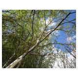 Whitespire Birch, with 2" caliper...