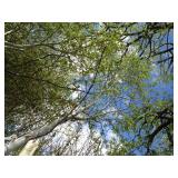 Whitespire Birch, with 2" caliper...