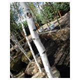 Whitespire Birch, with 2" caliper...