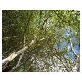 Whitespire Birch, with 2" caliper...
